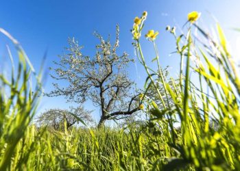 Revolutionizing Retail: Harnessing Live Video for Seamless Online Shopping Experiences