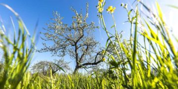 Revolutionizing Retail: Harnessing Live Video for Seamless Online Shopping Experiences